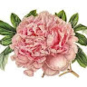 Meet your Posher, Audrey